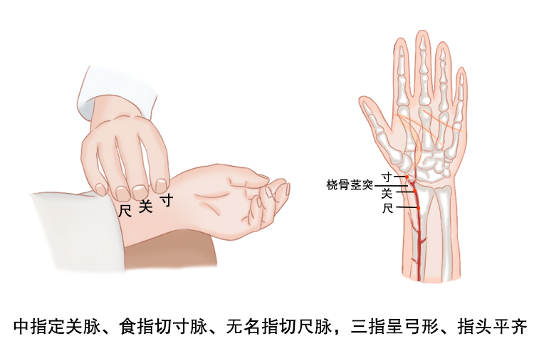 寸关尺定位教学图