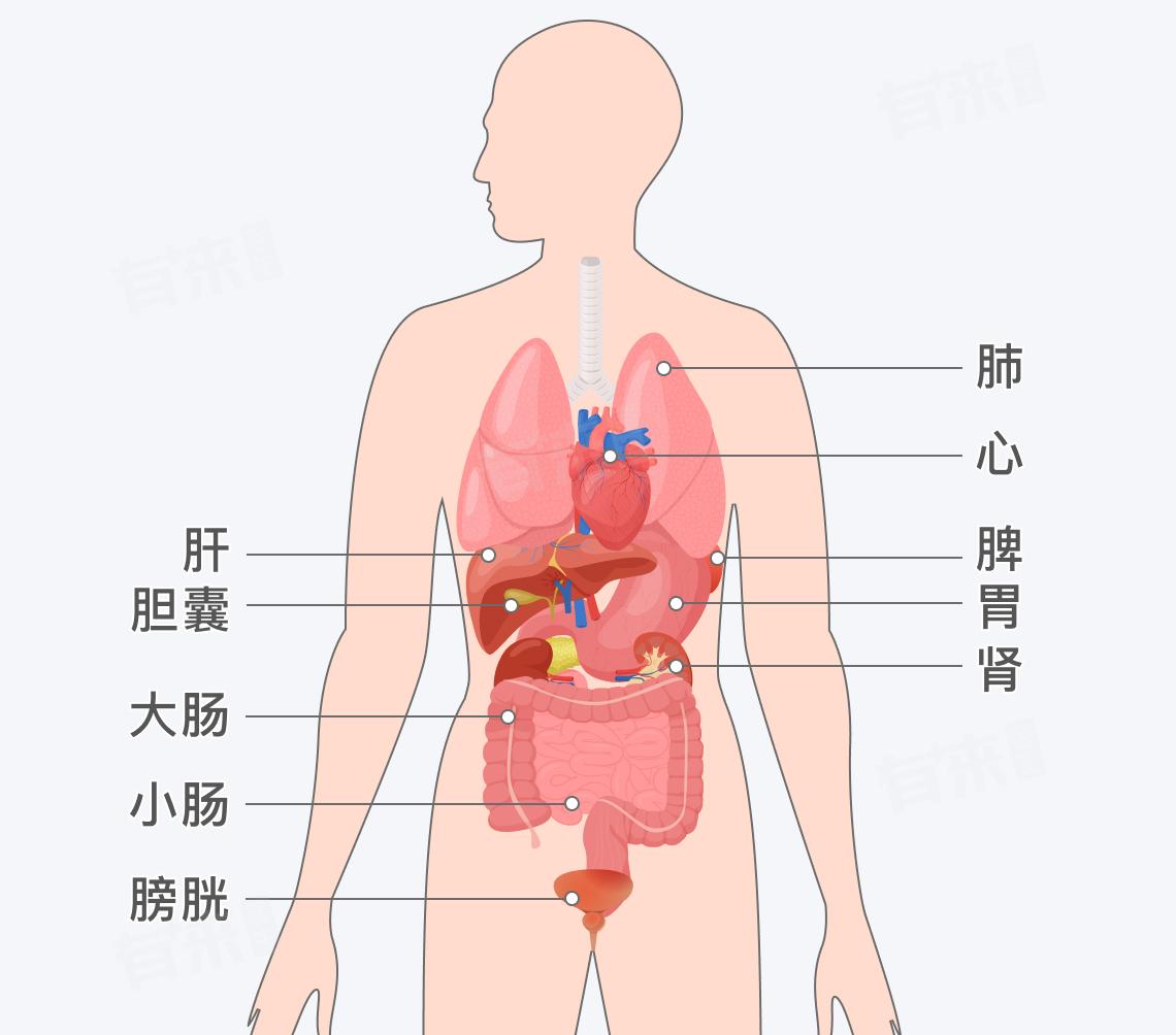 五脏六腑示意图