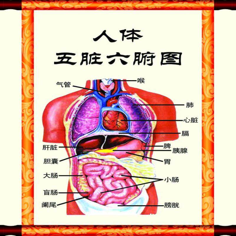 人体五脏六腑图海报